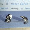 Video: Motherf*king Penguins On A Motherf*king Plane 